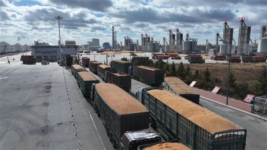 北安象嶼金谷“數(shù)智化”收糧 暖心服務下的“秒到”糧款與高效檢驗